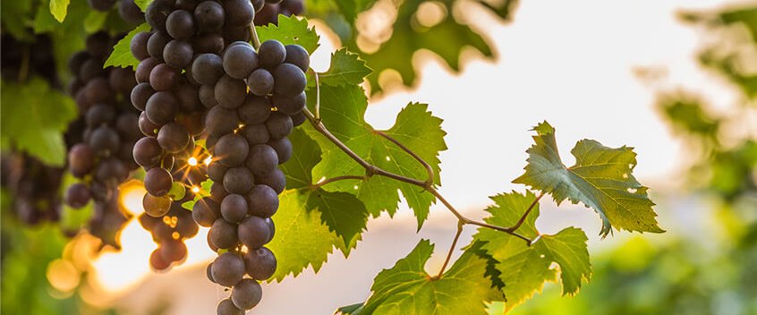 Racimo de uvas en un viñedo al atardecer